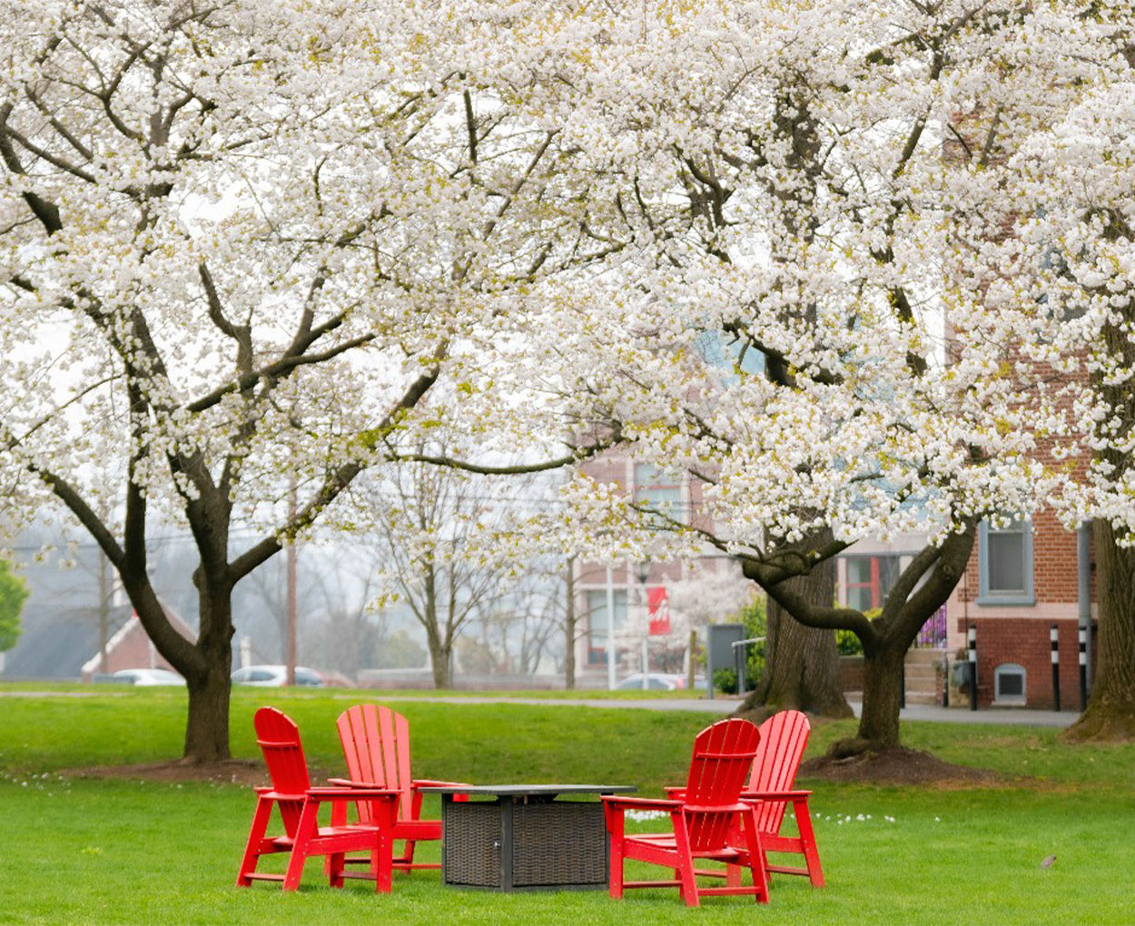 Four red Adirondak chairs cluster around a firepit on a green campus lawn under trees filled with white blossoms.