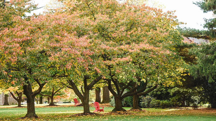 A red Adirondack chair sits beneath a pair of trees colored in fall foliage.