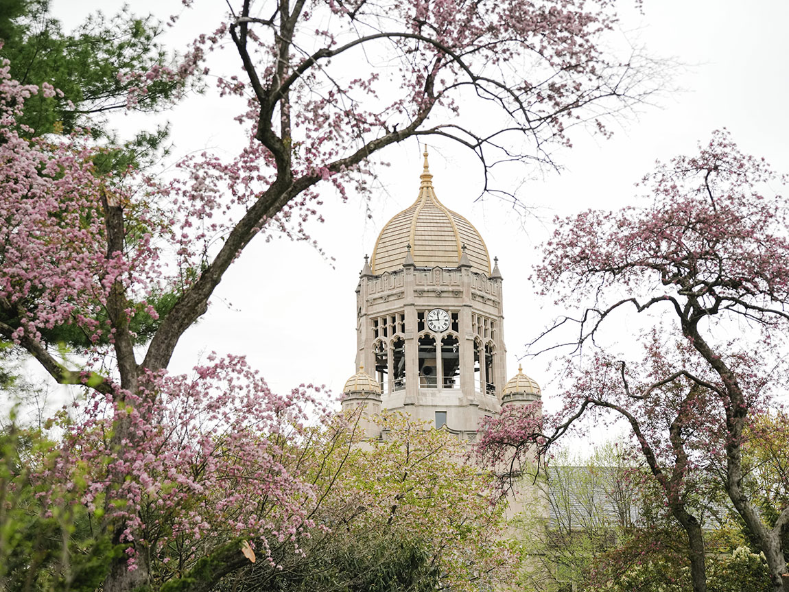 The Haas bell tower framed by tree branches blooming with spring flowers